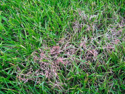 Czerwona nitkowatość traw i różowa plamistość trawników