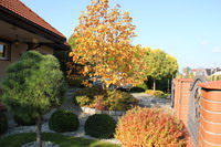 Magnolia jesienią i złota tawuła
